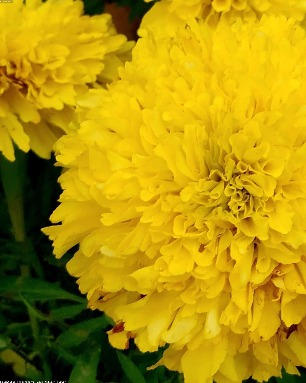 Haldi Ceremony